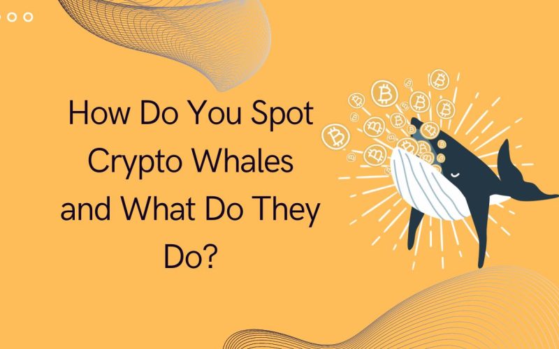 How Do You Spot Crypto Whales and What Do They Do